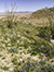 images/california/_6450924_small.jpg