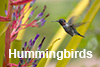 Hummingbirds, currently 74 images Hummingbirds