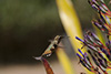 Hummingbirds Image #5 images/hb/_igp0051_small.jpg