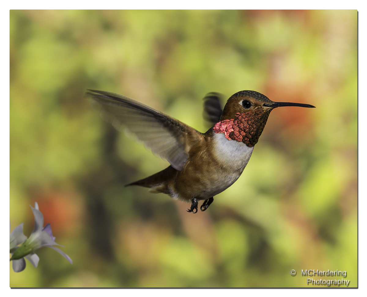 Hummingbirds It seems Java is turned off in this browser